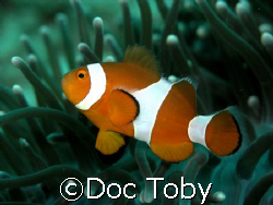 "nemo" taken at moalboal, cebu, philippines using an olym... by Doc Toby 